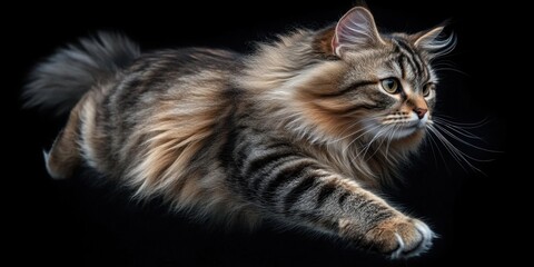 Obraz premium a fluffy cat is laying down on a black background