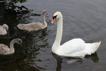 Swans in Dublin