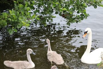 Swans in Dublin