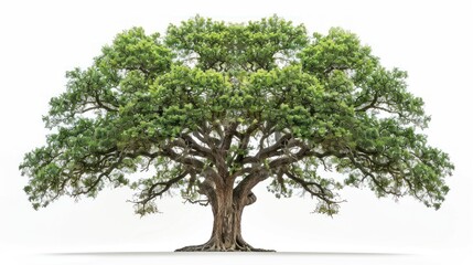 Obraz premium A Majestic Oak Tree with Lush Green Foliage and a Thick Trunk