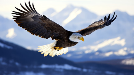 Obraz premium bald eagle in flight