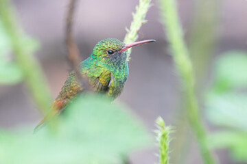 Fototapeta premium A Rufous-tailed Hummingbird in Costa Rica