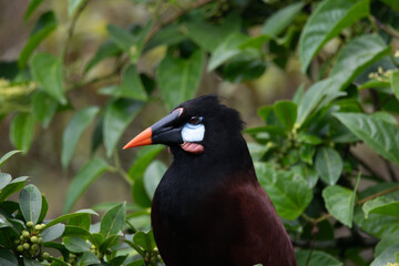 Obraz premium An Oropendola in Costa Rica