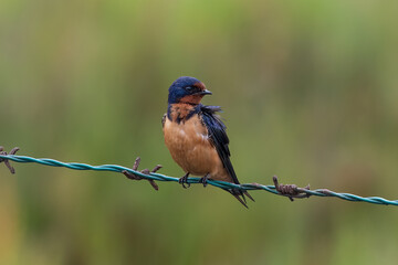 Naklejka premium Barn swallow (Hirundo rustica) perched in barbed wire in Huntington Beach, California. Green background. 