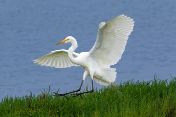 Great Egret (Ardea Alba), wings spread, landing in wetland near Huntington Beach, California. Blue water in the background. 
