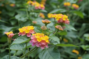 花壇のランタナ（七変化）が咲いている
