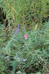 花壇で咲いているピンク色の小さな花