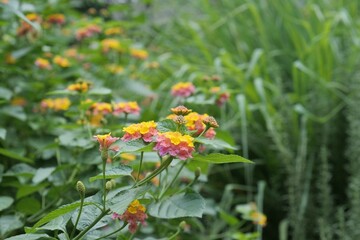 花壇のランタナ（七変化）が咲いている