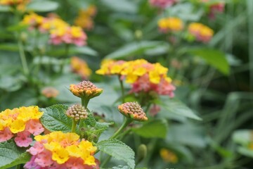 花壇のランタナ（七変化）が咲いている