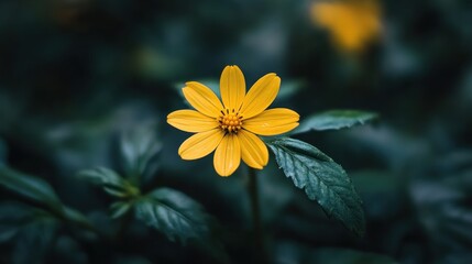 A Single Yellow Flower