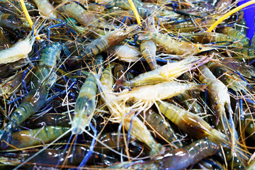 Raw giant freshwater prawn, Fresh shrimp for sale in Thai market
