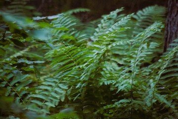 green fern in the forest