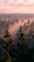 A tranquil forest scene at dawn, showcasing dense pine trees enveloped in mist with warm sunlight filtering through, creating a serene and magical atmosphere.