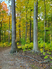 Fototapeta premium Sunset in southeast Michigan Forest from October 21, 2024.
