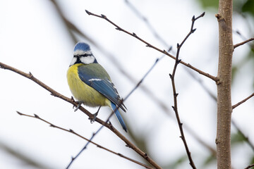 A vibrant Blue Tit bird is resting elegantly on a slender branch while surrounded by a calm, serene backdrop