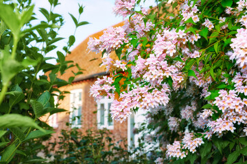 Garden, flower and leaves with house for natural growth, plantation or outdoor ecology. Closeup, colorful petals and blossom with bloom, botany or lush plants in backyard for eco friendly environment