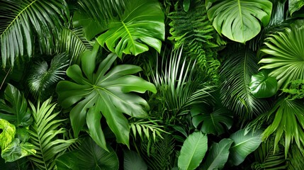 Lush Tropical Rainforest With Invasive Plant Species