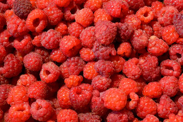 Raspberries. Many fresh juicy raspberries