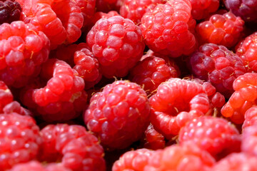 Raspberries. Many fresh juicy raspberries