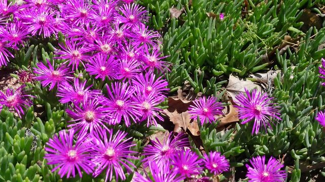 Beautiful purple flower of Delosperma lavisiae is a species of flowering plant in the family Aizoaceae , common names Drakensberg ice plant, Drakensberg vygie, and mountain vygie is hardy succulent.