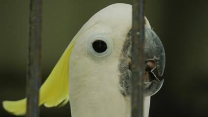 Yellow-Crested Cockatoo at the Zoo