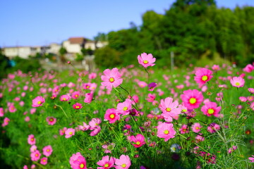 穂谷のコスモス