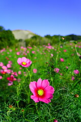 穂谷のコスモス