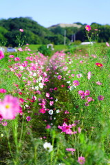 穂谷のコスモス
