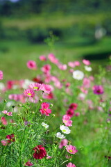 穂谷のコスモス