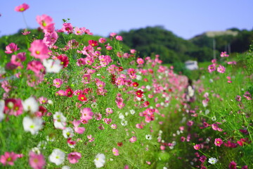 穂谷のコスモス