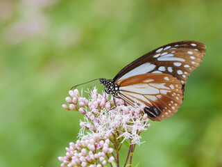 アサギマダラがフジバカマで蜜を吸う様子　蝶　昆虫