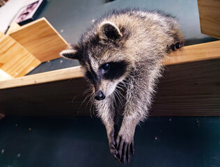 A young raccoon stretches its paws while resting on a wooden shelve indoors © Evgenii Bakhchev