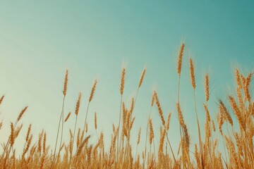 Tranquil and Serene Brown Wheat Field Basking Underneath a Clear and Azure Blue Sky