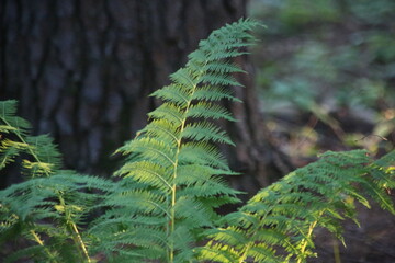 green fern in the forest