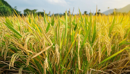 Fototapeta premium photo Rice fields with yellowing rice are almost harvested