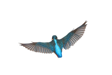 Beautiful feathers on the back of Common Kingfisher isolated on transparent background png file