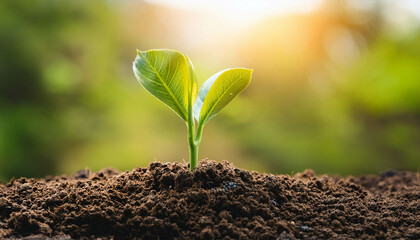 Young plant springing up out of the soil photography
