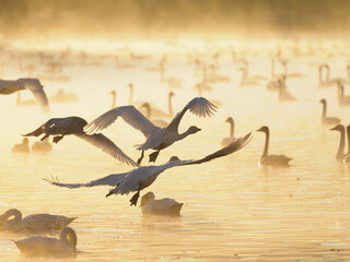 暁に羽ばたく白鳥達