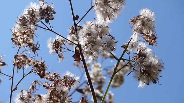 White flower Eupatorium cannabinum, Hemp Agrimony seedheads wildflower is easy to grow and makes an attractive addition to moist areas of the garden, stand tall against blue sky.