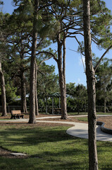 trees in the park