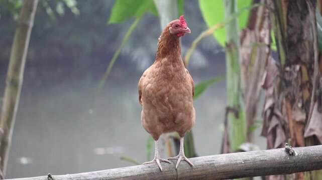 A chicken hen stands on a bamboo fence and looking. It is a common domestic bird in rural areas of Bangladesh.
