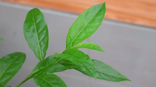 A close-up view of the vibrant green leaves of a night-blooming jasmine (Cestrum nocturnum) plant.