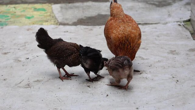 A mother hen and her chicks eating rice in a village house yard.