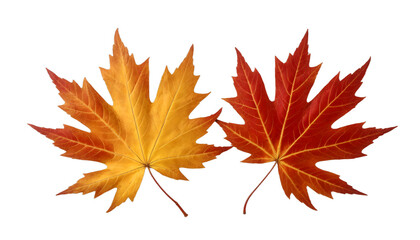 Fototapeta premium maple leaf isolated on empty background