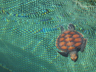 polynesie tortue
