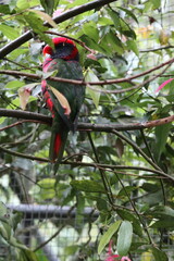 A colorful Josephine lorikeet resting on a tree branch, showcasing its stunning plumage in the dappled sunlight