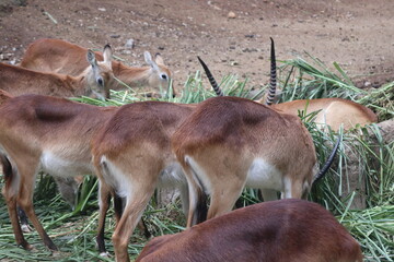 Deer Are Enjoying Grazing