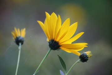 yellow flower on a green background