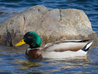 A Male Mallard Duck