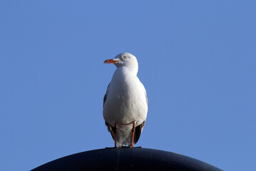 Silver Gull seagull bird perched on a black round object against a clear blue sky
